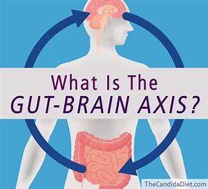 Discover the Power of the Gut-Brain Axis