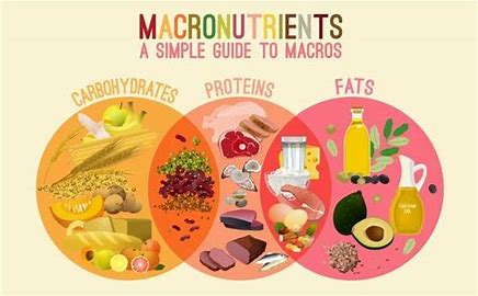 Understanding macronutrients: What’s the best macro ratio for weight loss?